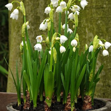 Leucojum Giant Snowdrop